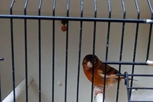 Sprzedam nierozłączki i bastardy, Małopolskie, Gródek nad Dunajcem
