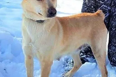 SARA - roczna, przerażona schroniskiem, nieduża sunia do adopcji PILNE