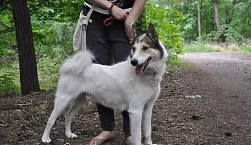 OSKAR- żywiołowy, radosny husky