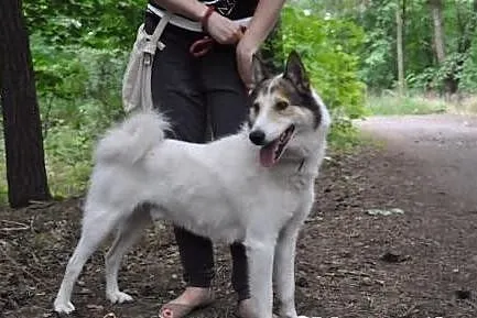 OSKAR- żywiołowy, radosny husky