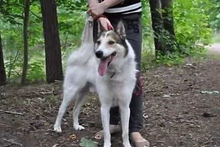 OSKAR- żywiołowy, radosny husky