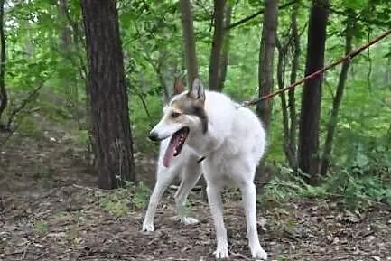 OSKAR- żywiołowy, radosny husky
