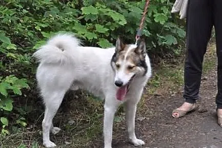 OSKAR- żywiołowy, radosny husky