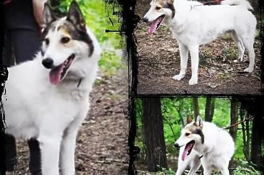 OSKAR- żywiołowy, radosny husky