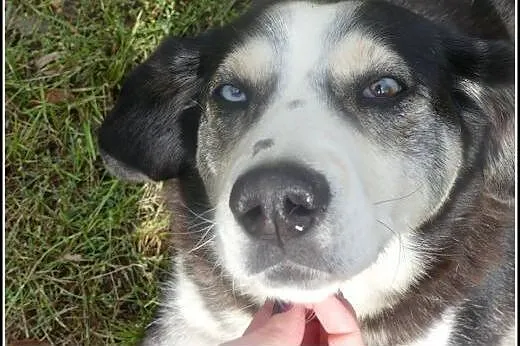Ok. 5 letni wyjkowy Pirat szuka domu !,  mazowieck