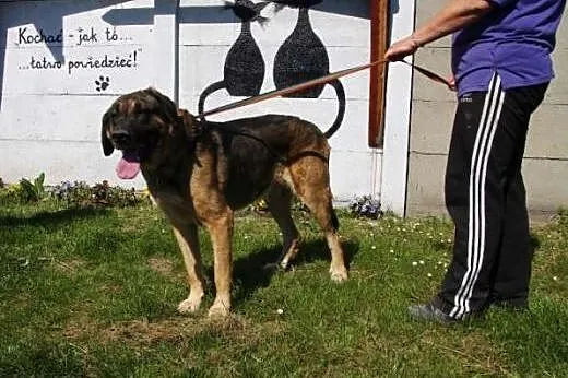 Uroczy, duży pies AZOR szuka domu,  śląskie Katowi