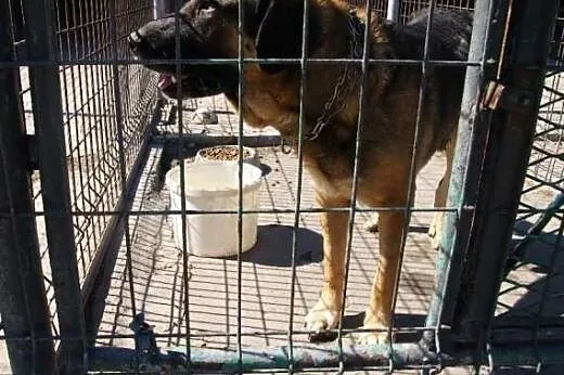 Uroczy, duży pies AZOR szuka domu,  śląskie Katowi