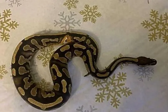 Pyton królewski pied low white, Śląskie, Racibórz