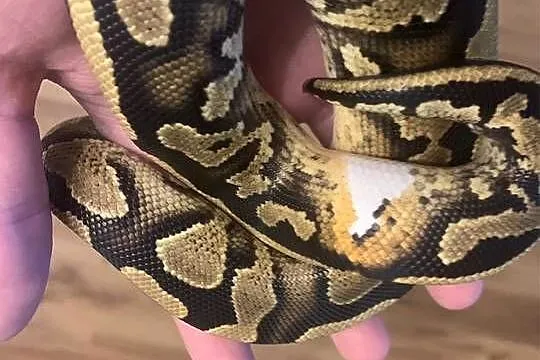 Pyton królewski pied low white, Śląskie, Racibórz