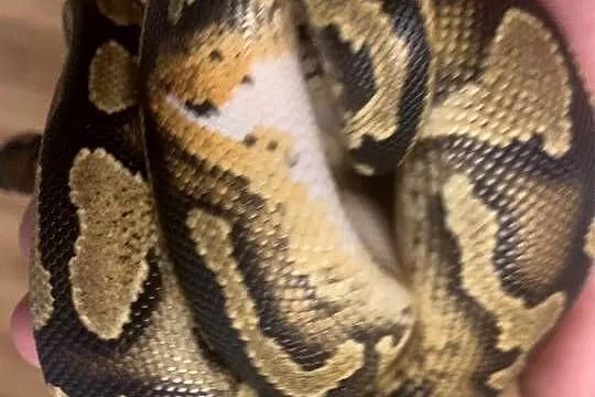 Pyton królewski pied low white, Śląskie, Racibórz