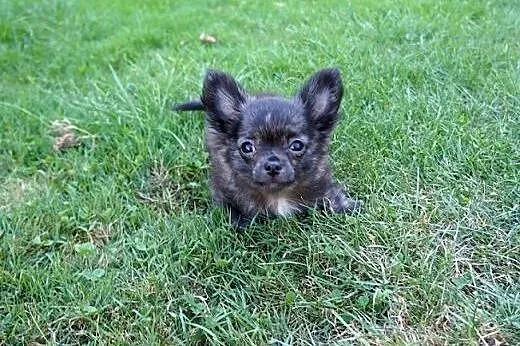 Chihuahua Długowłosy ,  Chihuahua cała Polska