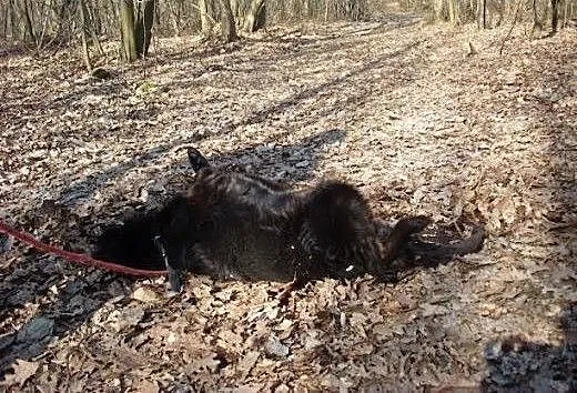 Sabuś po prostu chce być kochany... Czy to tak wie