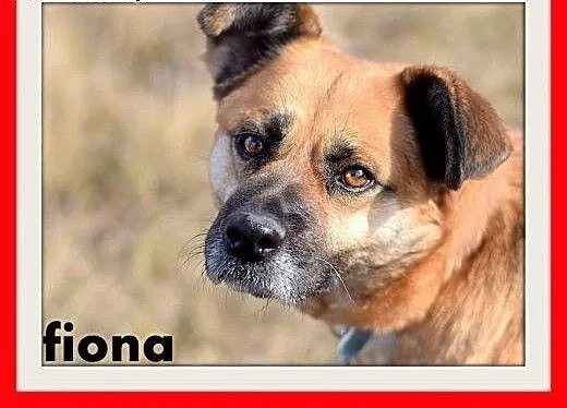 FIONA,średnia,łagodna,spokojna suczka gładkowłosa.