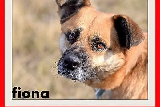 FIONA,średnia,łagodna,spokojna suczka gładkowłosa.