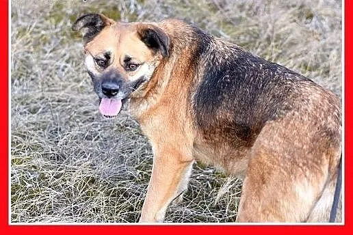 FIONA,średnia,łagodna,spokojna suczka gładkowłosa.