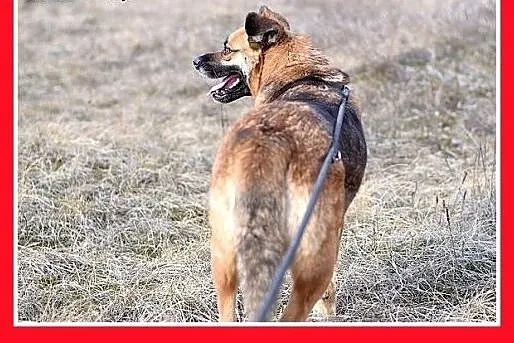FIONA,średnia,łagodna,spokojna suczka gładkowłosa.