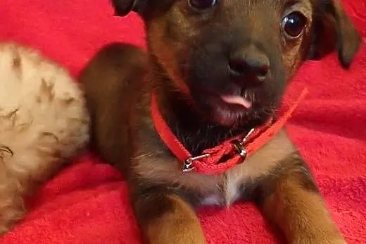 Becia -2 mies. sunia do adopcji-docelowo mała,  łó