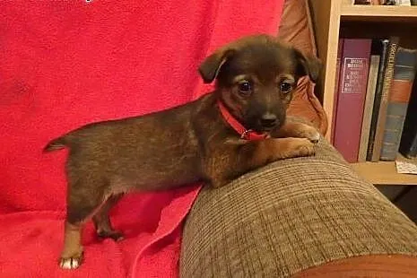 Becia -2 mies. sunia do adopcji-docelowo mała,  łó