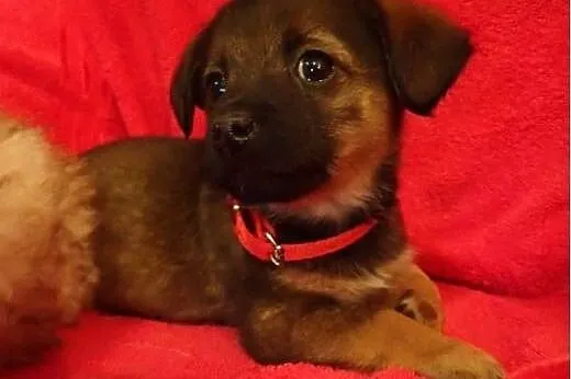 Becia -2 mies. sunia do adopcji-docelowo mała,  łó