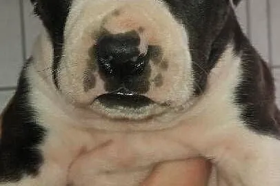 Szczeniak American Staffordshire Terrier