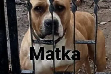 Szczeniak American Staffordshire Terrier, Lubelskie, Łęczna