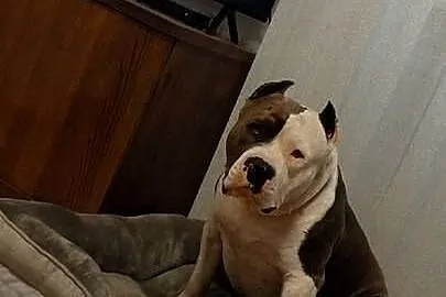 Szczeniak American Staffordshire Terrier, Lubelskie, Łęczna