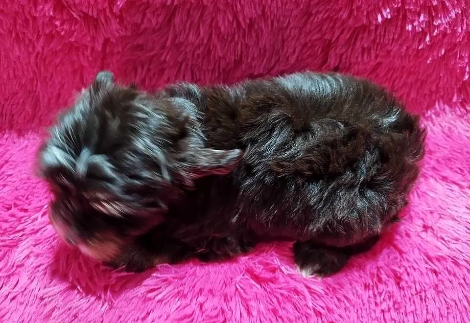** Yorkshire Terrier Śliczny Maluszek Biro & Choco **, Śląskie, Dąbrowa Górnicza