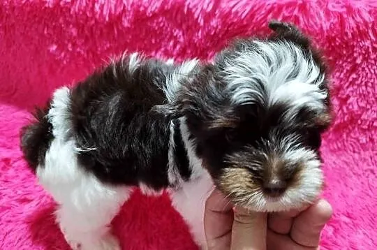 ** Yorkshire Terrier Śliczny Maluszek Biro & Choco **, Śląskie, Dąbrowa Górnicza