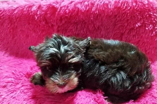 ** Yorkshire Terrier Śliczny Maluszek Biro & Choco **, Śląskie, Dąbrowa Górnicza