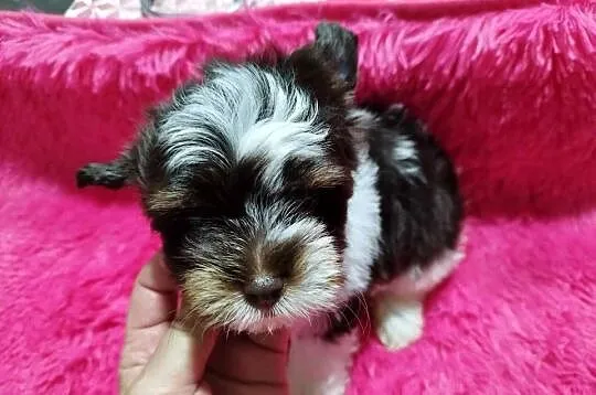 ** Yorkshire Terrier Śliczny Maluszek Biro & Choco **, Śląskie, Dąbrowa Górnicza