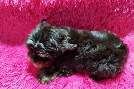 ** Yorkshire Terrier Śliczny Maluszek Biro & Choco **, Śląskie, Dąbrowa Górnicza