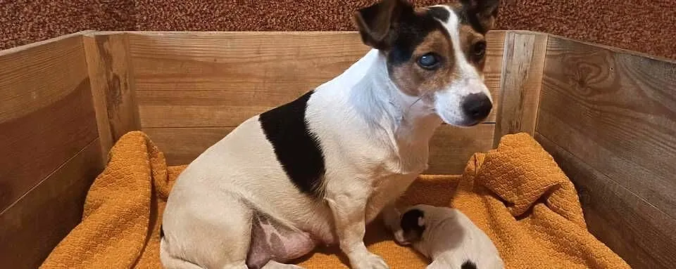 Jack Russell Terrier - suszka z pieskiem, Łódzkie, Grabów