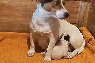 Jack Russell Terrier - suszka z pieskiem, Łódzkie, Grabów