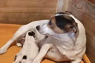 Jack Russell Terrier - suszka z pieskiem, Łódzkie, Grabów