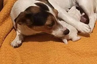 Jack Russell Terrier - suszka z pieskiem, Łódzkie, Grabów