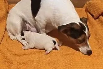 Jack Russell Terrier - suszka z pieskiem, Łódzkie, Grabów