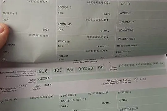 Klacz 11 lat rekreacja/mały sport, , 