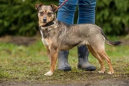 Kreseczka, mała, kochana suczka idealna NA KOLANA do adopcji,  Kundelki cała Polska