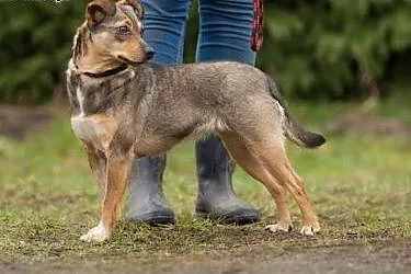 Kreseczka, mała, kochana suczka idealna NA KOLANA 