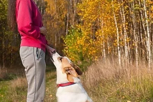 KOLEŚ - moc pozytywnej energii do adopcji!,  mazow