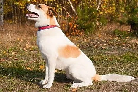 KOLEŚ - moc pozytywnej energii do adopcji!,  mazow
