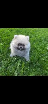 szczeniaki Szpic miniaturowy pomeranian fci zkwp!!!!!!!!!!!, , Olszanka