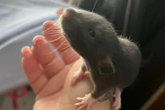 Sprzedam szczurki dumbo