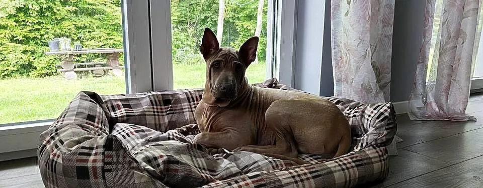 Thai Ridgeback Dog dog thajski, Małopolskie, Tarnów