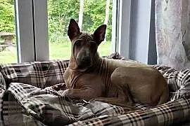 Thai Ridgeback Dog dog thajski