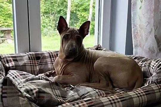 Thai Ridgeback Dog dog thajski, Małopolskie, Tarnów