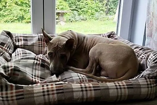 Thai Ridgeback Dog dog thajski, Małopolskie, Tarnów