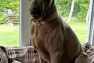 Thai Ridgeback Dog dog thajski, Małopolskie, Tarnów