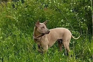 Thai Ridgeback Dog dog thajski, Małopolskie, Tarnów