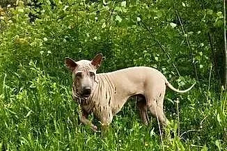 Thai Ridgeback Dog dog thajski, Małopolskie, Tarnów